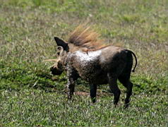 warthogs addo IMG_3600.jpg